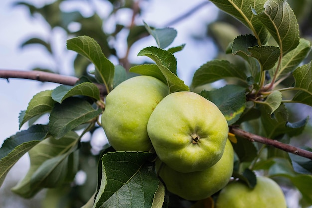 Green apples on a branch outdoors