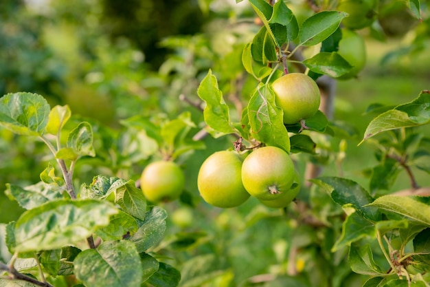 Mele verdi su un ramo pronte per essere raccolte all'aperto focustree selettivo in giardino coltivazione di ecomele produzione di succo di mela