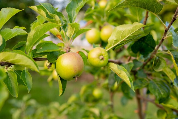 Green apples on a branch ready to be harvested outdoors selective focustree in the garden Cultivation of ecoapples production of apple juice