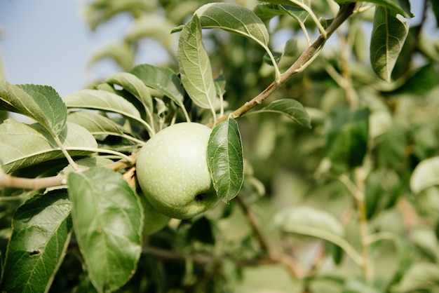 Green apples on a branch