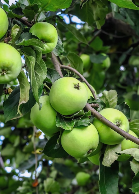 green apples grow on an apple tree branch. gardening and cultivation of apples concept