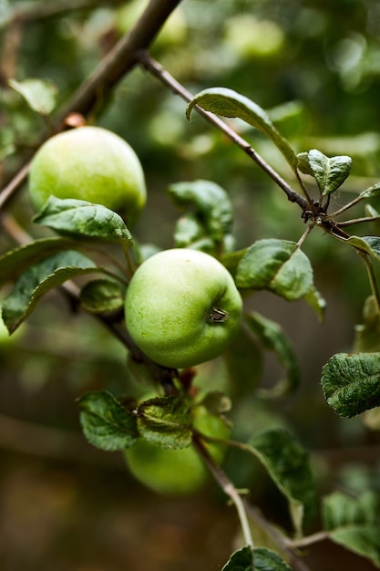 Green apples hanging on a branch