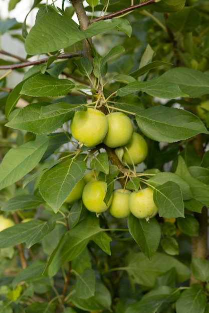 Green apples hanging on a tree