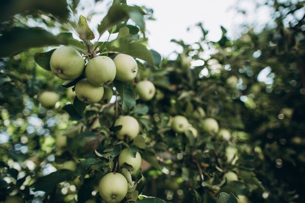 Green apples on leafy branches in the garden  