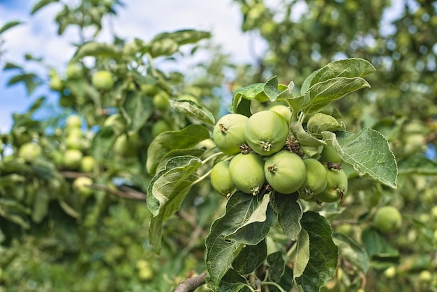 Le mele verdi maturano sui rami di un albero nel giardino la maturazione della frutta del prodotto ecologico