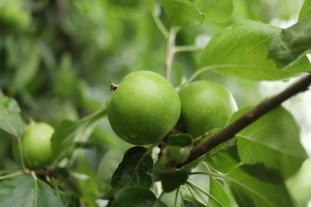 Mele verdi sull'albero le mele crescono primo piano