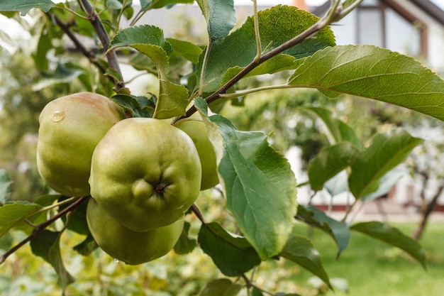 Green apples on a tree branch close up on the background of the garden and house