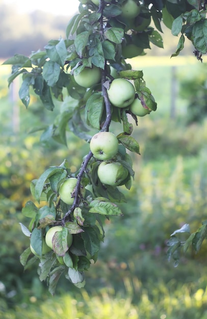 Green apples on the tree in the garden