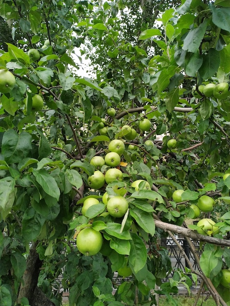 果樹園の木の青リンゴ。