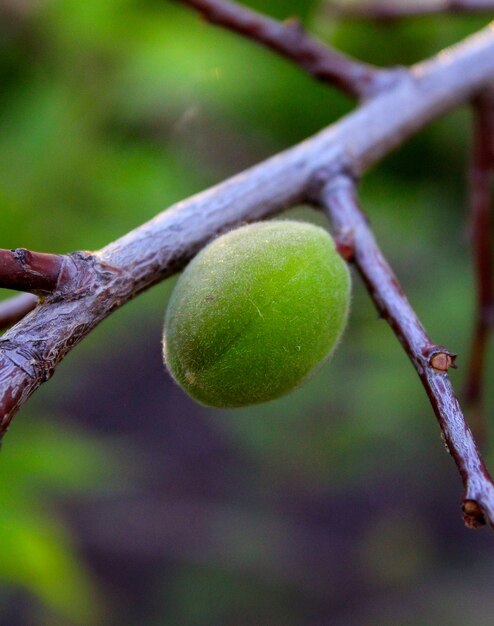 Green apricot garden summer