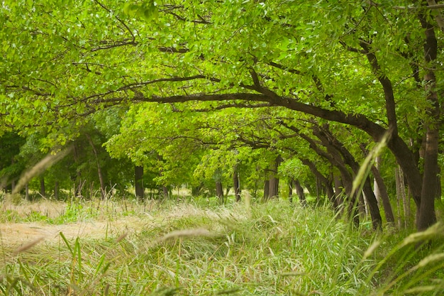 Photo green apricot trees