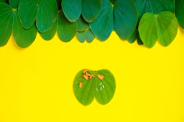 green apta leaf and rice, Indian festival dussehra