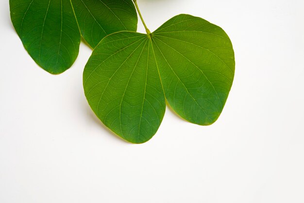 green apta leaf and rice, Indian festival dussehra