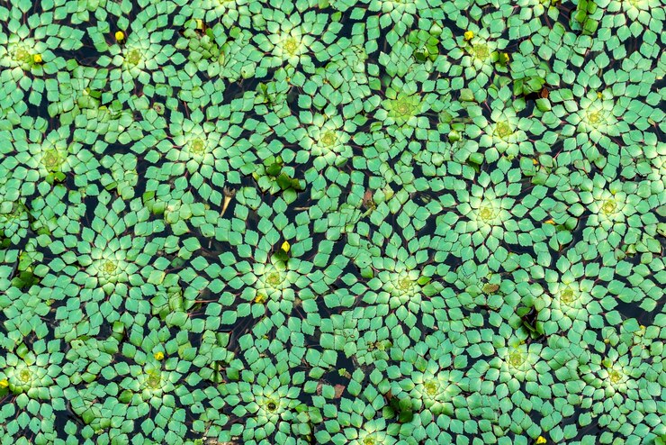 Photo green aquatic plant on water