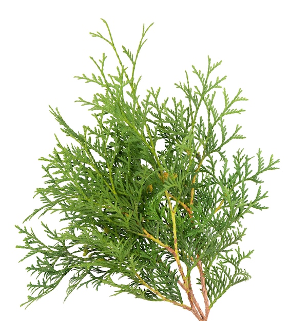 Green arborvitae branch isolated on white