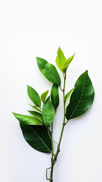 Photo a green arrangement of leaves