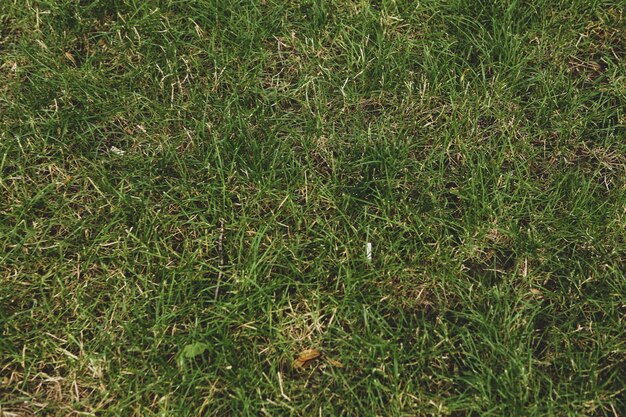 Зеленая искусственная трава естественный фон