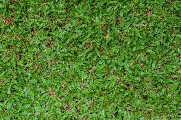 Photo green artificial turf pattern