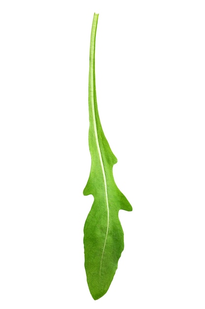 Green arugula leaf isolated on white