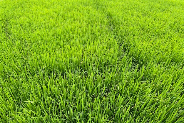 Green asian rice fields in asia vietnam