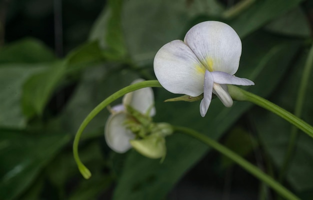 グリーンアスパラガス豆野菜の花