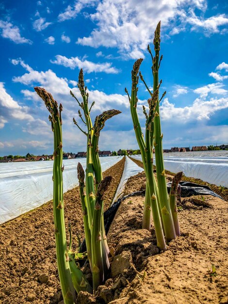 Green asparagus on a field