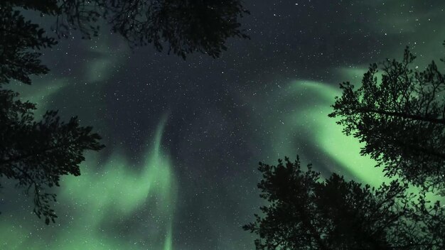 A green aurora above the trees