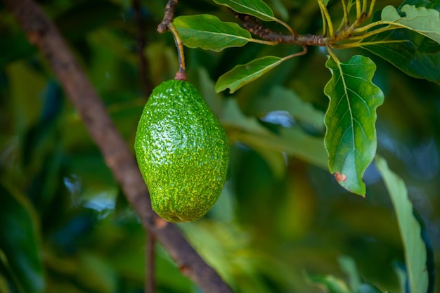 Photo green avocado on tree isolated and in selective focus