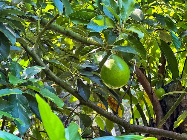 Green avocados growing on the branches of a tree outdoors