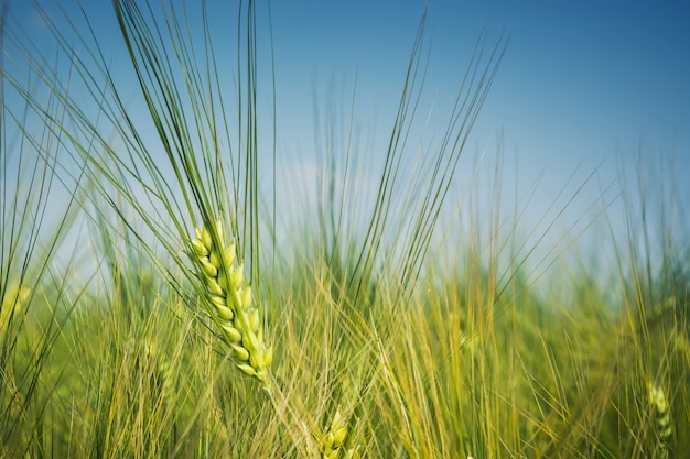 Orecchio verde della tenda di orzo sul campo contro il cielo blu