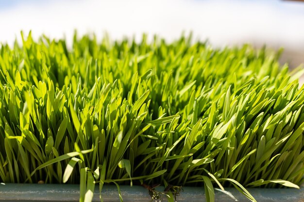 green baby plant, plants sprout