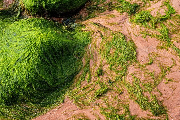 Green background of algae seaweed Stone with bright seaweed closeup