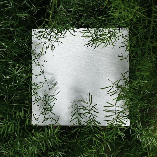 Green background of asparagus ferns with a blank card