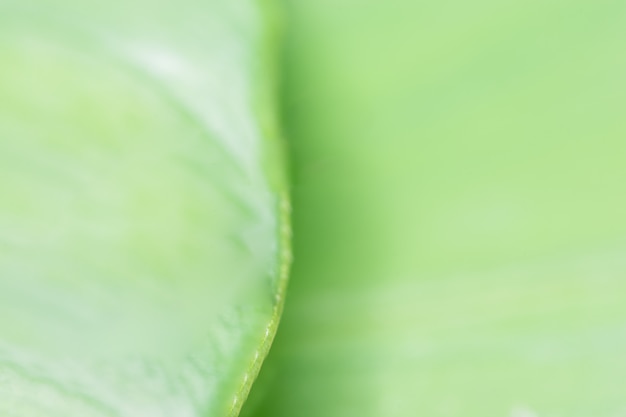 Green background blurred from the leaves.