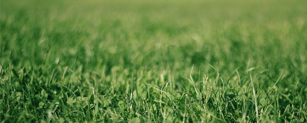 Green background by the fresh grass