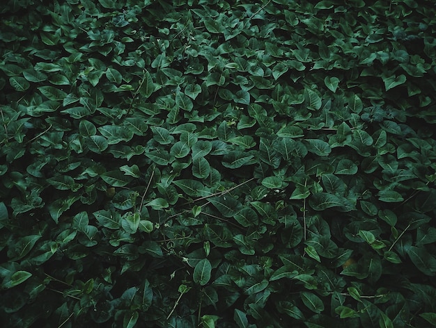 Photo green background composed of lush leaves