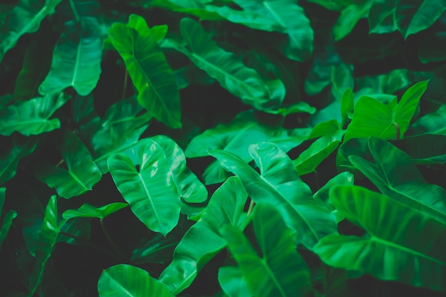 Foto fine verde della foglia della giungla di concetti del fondo su