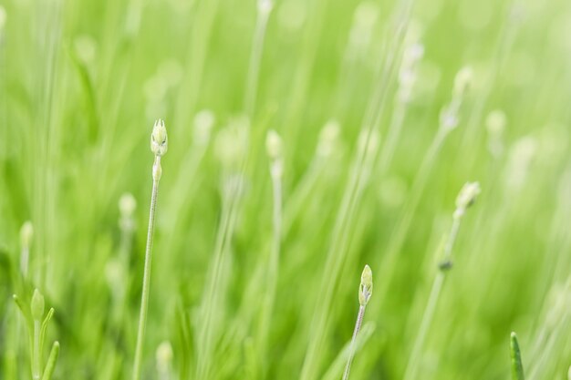 庭のつぼみのラベンダーから緑の背景