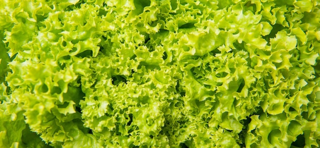 Green background of healthy leafy lettuce vegetable