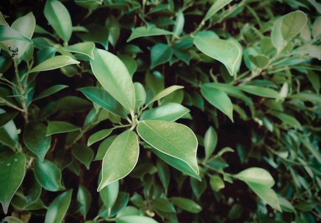 Green background leaves background ornamental plant background It's a beautiful looking ornamenta