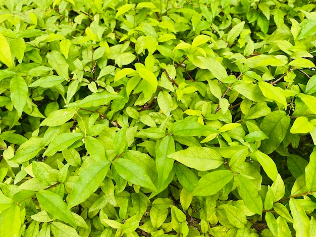 Green background leaves background ornamental plant background It's a beautiful ornamental plant