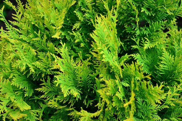 Green background of thuja branches