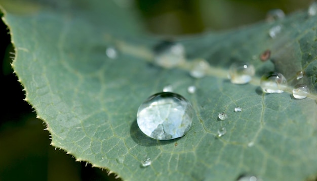 緑の背景の水が葉に落ちる