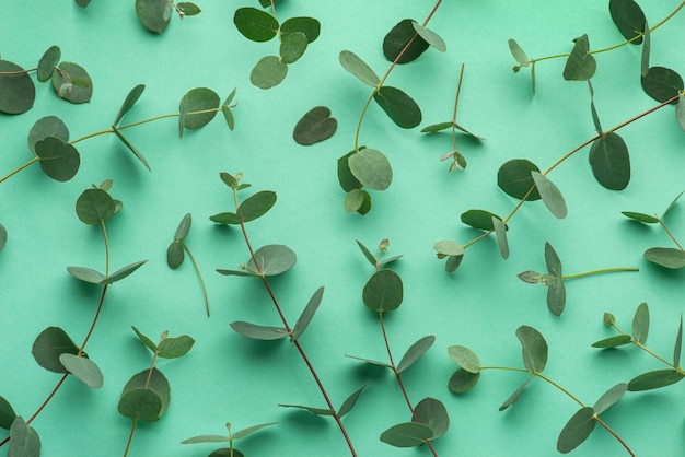 Green background with eucalyptus branches