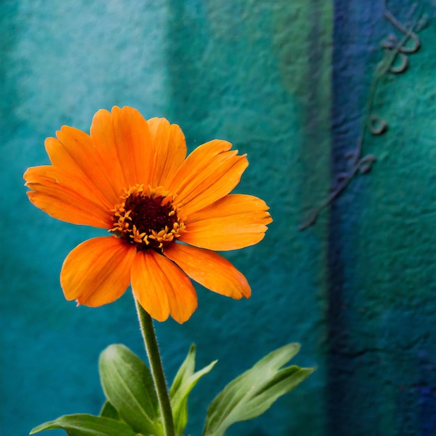 Foto sfondio verde con fiore