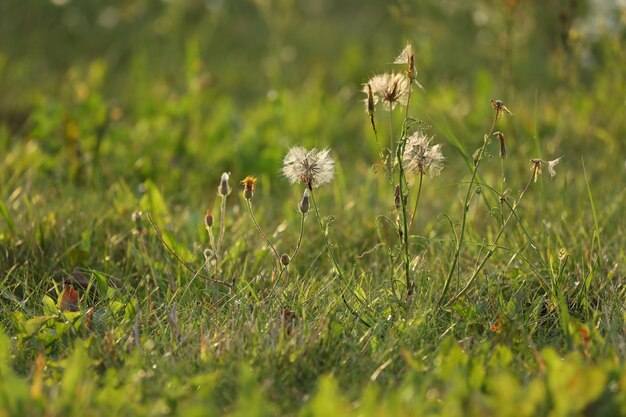 green background with grass and flowers