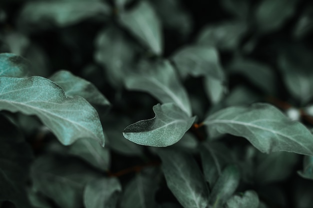 Green background with leaves on a bush