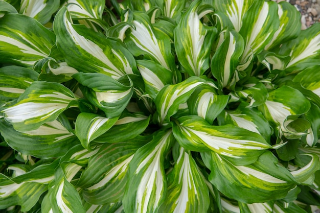 green background with leaves. Hosta in the garden.