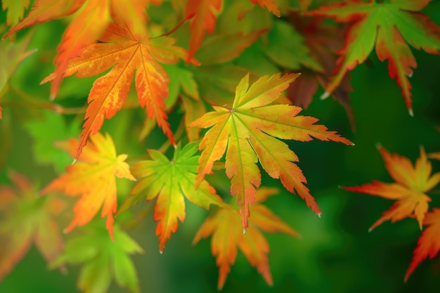 Green background with perfect autumn leaf colors for seasonal use