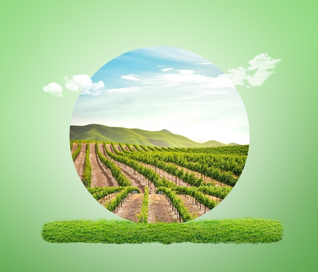 A green background with a picture of a vineyard and a green field